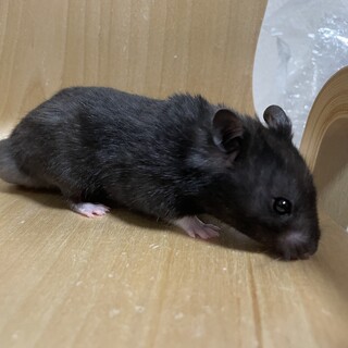 クロクマ 男の子