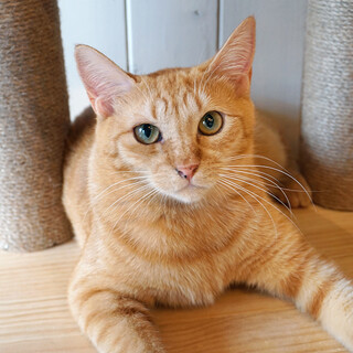 おもちゃ大好き！茶トラの女の子チャコ