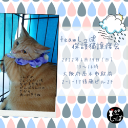 teamしっぽ譲渡会@大阪府茨木市