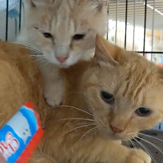 1歳の仲良し兄妹　２匹一緒にお願いします