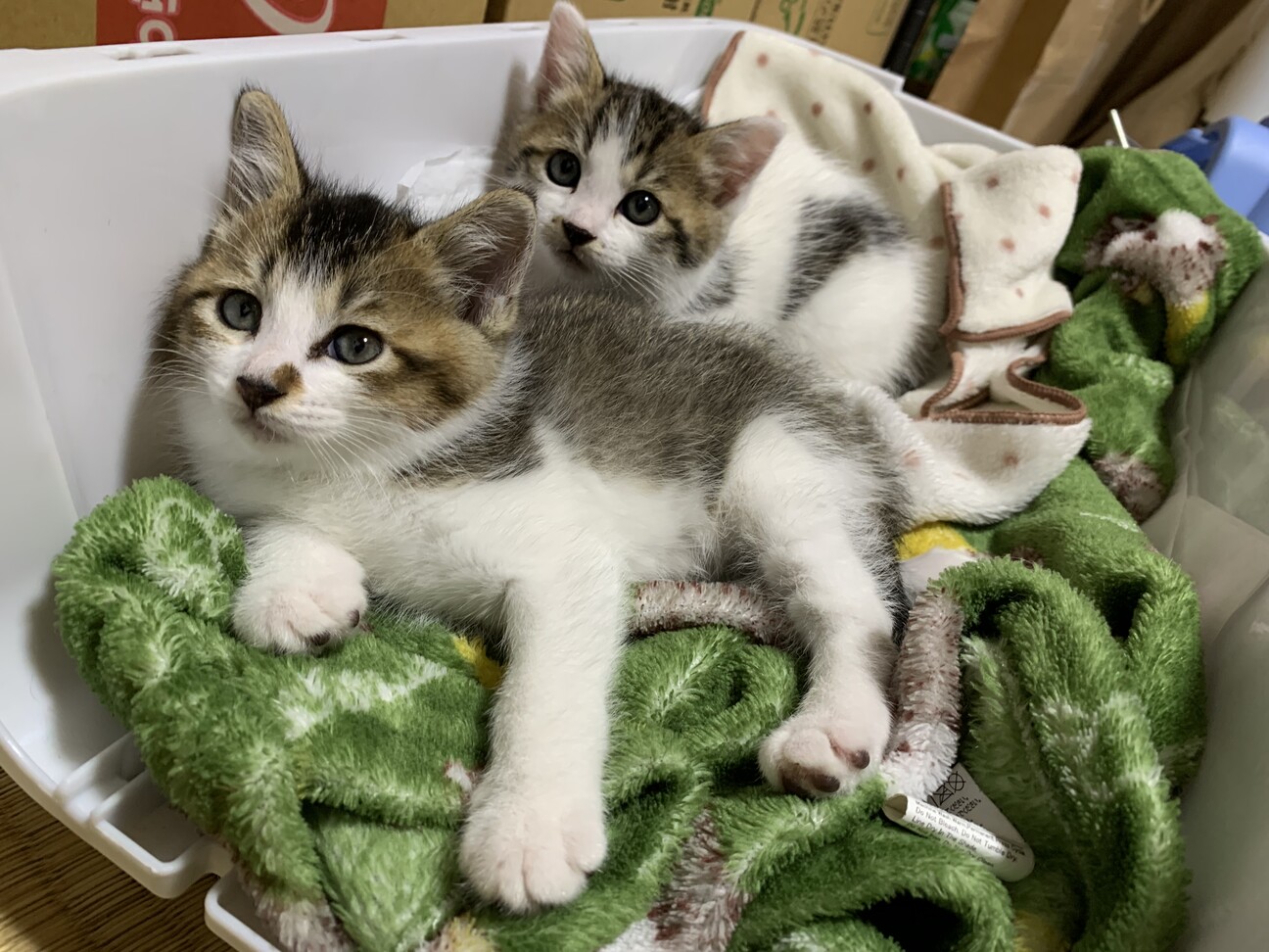 生後約1ヶ月超健康な子猫3匹 福島県 猫の里親募集 ペットのおうち 月間利用者150万人