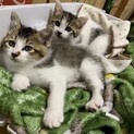 生後約1ヶ月超健康な子猫3匹