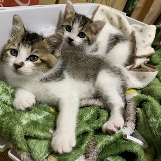 生後約1ヶ月超健康な子猫3匹