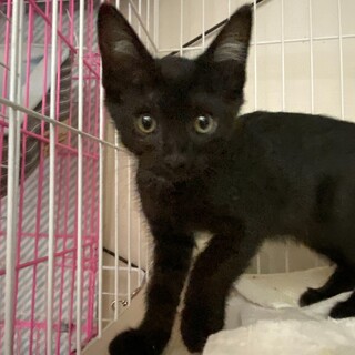 可愛い黒猫の女の子1匹です