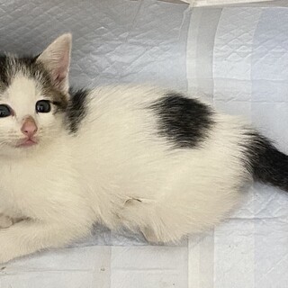 可愛いキジ白ちゃん  名前は進んちゃん