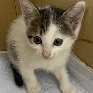 可愛いキジ白ちゃん 名前はりんりん