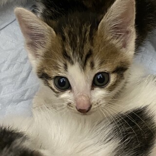 可愛いキジ白ちゃん  名前はサンタ????