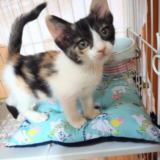 可愛い可愛い三毛猫ちゃん【譲渡会参加】