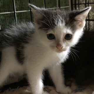 白黒ちゃん 名前はワカメちゃん❤