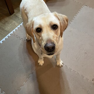 里親決定致しました。