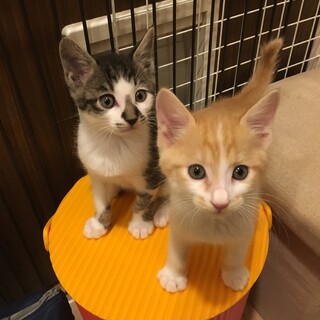 ジミさんお団子さん兄弟は甘えん坊