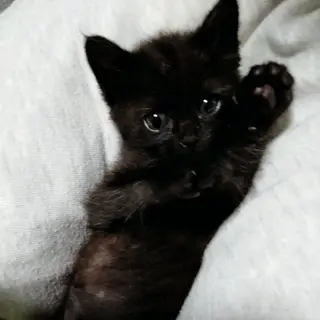 黒猫、ネロくん