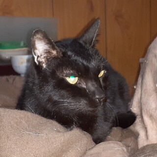 緊急！家をなくす老猫・マサル