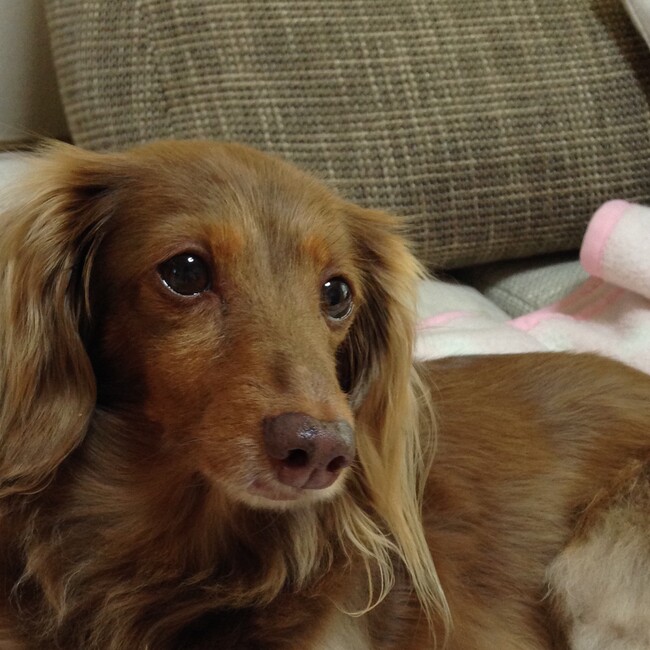 neige_annieのカバー写真