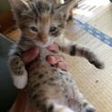 子猫ちゃん里親さん募集