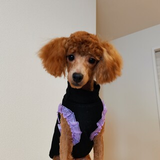 １歳のトイプードルの男の子です