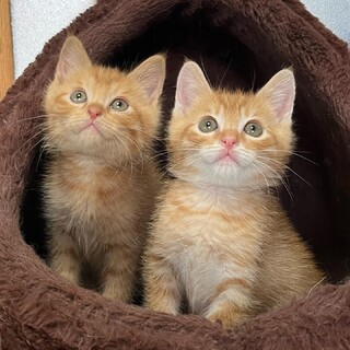 2 匹のかわいい小さな虎 かわいいい＋かわいい＝猛烈かわいい！ 2匹の子トラちゃんの