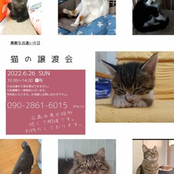保護ねこ☆小さな譲渡会