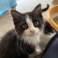 保護ねこ☆小さな譲渡会 サムネイル2