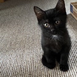 保護ねこ☆小さな譲渡会 サムネイル3