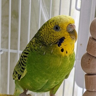 セキセイインコの里親さんを探しています