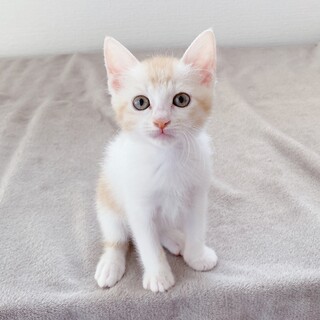 茶白仔猫　ミコノスちゃん 里親様募集