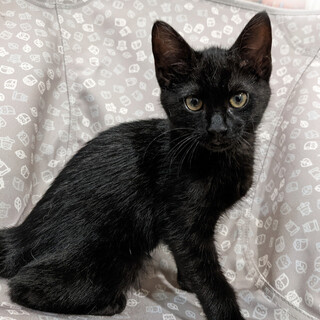 【6/19東日本橋】2ヶ月半♡くうがくん