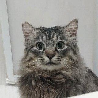 長毛サバトラ甘えん坊君【譲渡会参加】