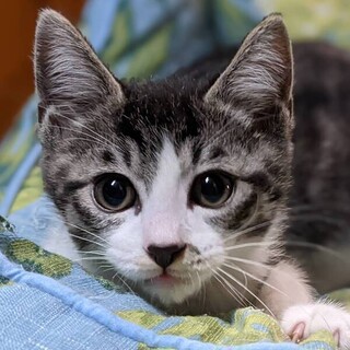 【6/19東日本橋】ほんわか子猫♡ひがしくん