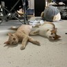 の写真