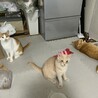 の写真