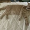 の写真