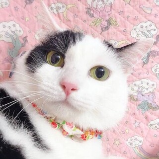 猫も人もみんなメロメロ♡美少女ミルクちゃん