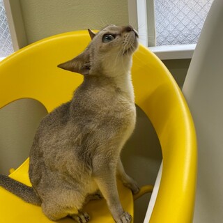 人が大好き☆シンガプーラの兄妹