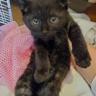 譲渡決定しました。有り難うございました。