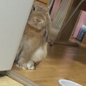 うさぎ