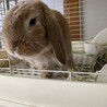 うさぎ サムネイル2