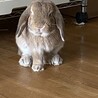 うさぎ サムネイル3