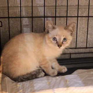 1,シャムレンジャー