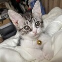 生後2ヶ月程の子猫2匹