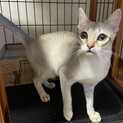 交渉中　シンガプーラ　イケメンの男の子！