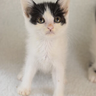 ハチワレのアサツキちゃん