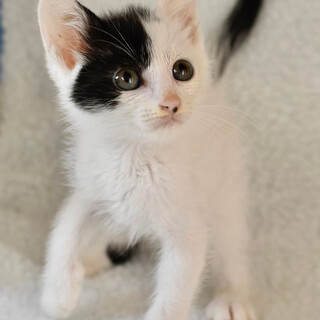 かわいいタカナチャン！