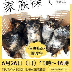 ねこの家族さがし
