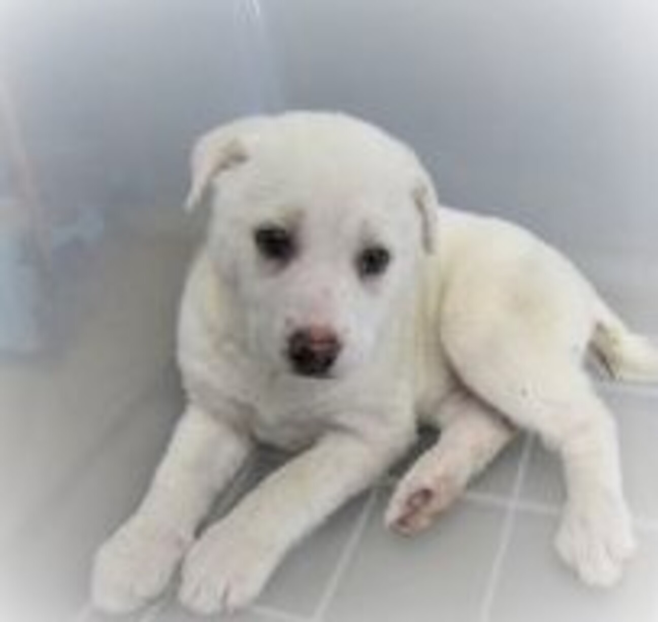 4 4 054 可愛い子 山口県 犬の里親募集 ペットのおうち 月間利用者150万人