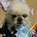 ペキニーズ4歳