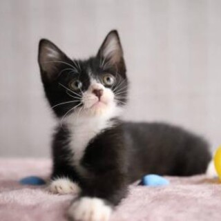 【6/19さいたま市譲渡会】蒼♡人懐こいマスクねこ