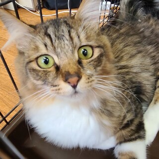 下半身不随のふわふわ天使♡　もずく♂