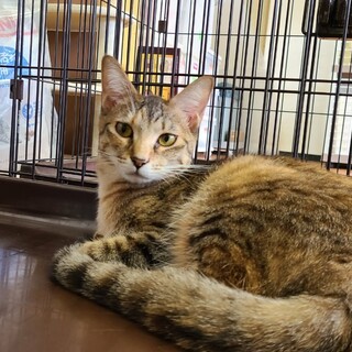 障害を乗り越え大きく成長☆　甘えん坊の くるる♀