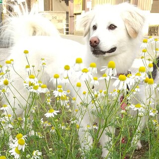 フワフワ真っ白ワンコ♥ミルク